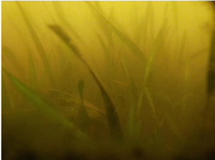 Caloosa grass growing inside cage