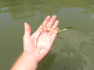 Delicate yet vital shoal grass