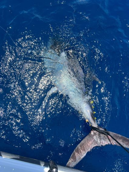 A rare, chance encounter off Spanish Wells, Bahamas