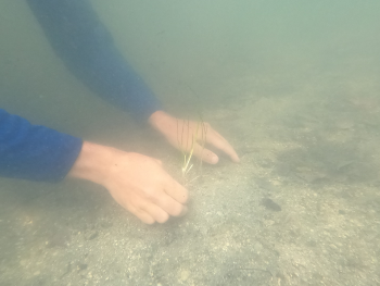 hand planting shoal grass