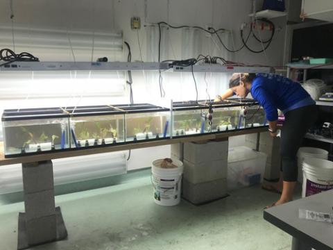 Katie Ribble measures progress in her pinfish tank