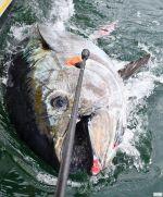 Bluefin Tuna used to abound in Florida's Atlantic waters